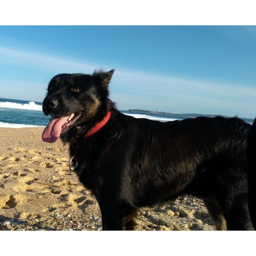 Chipper ~ Kelpie x BC (on trial 13/10/18)