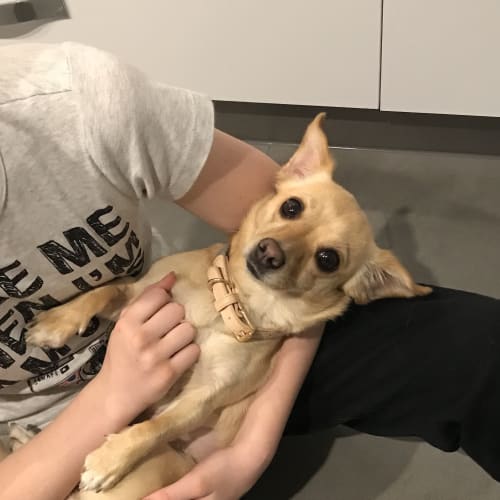 Lexi