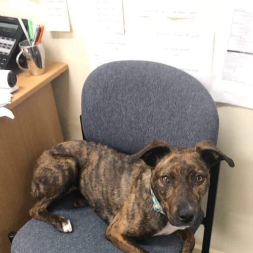 Taz *Assisted rehoming