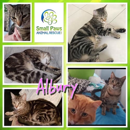 Albury