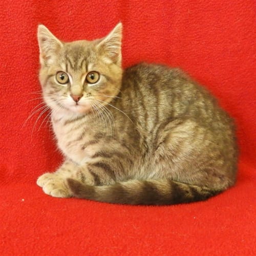 Taz