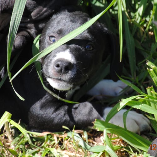 Lab x Pups