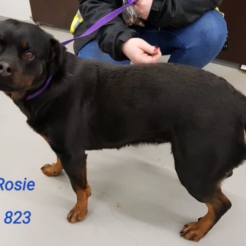 Rosie
