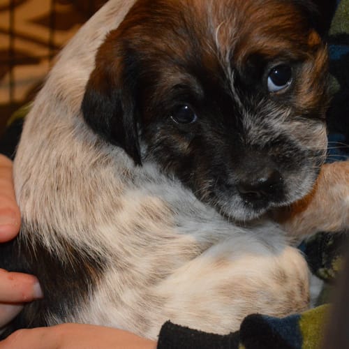 Roxy ~Terrier x Cattledog (on trial 23/9/18)