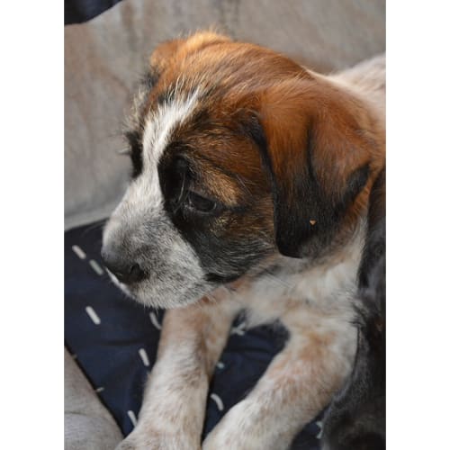 Sally ~ Terrier x Cattledog (on trial 28/9/18)