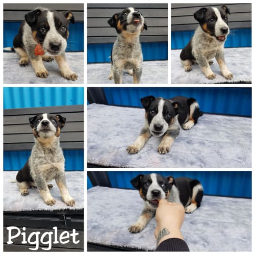 Piglet