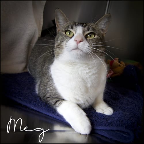 Meg