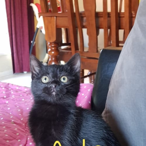Amber