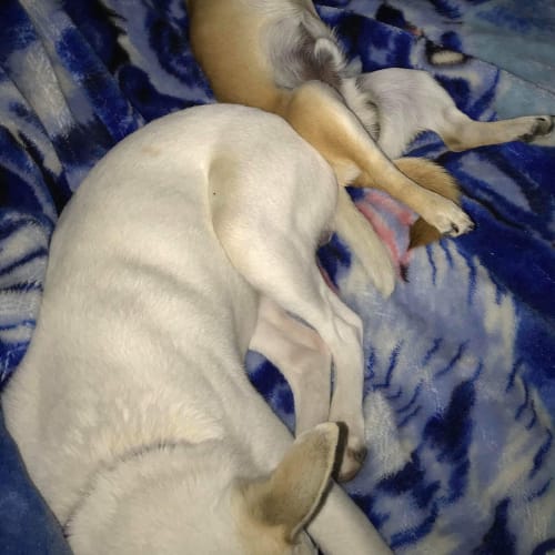 Boss and Rolo happy siblings 