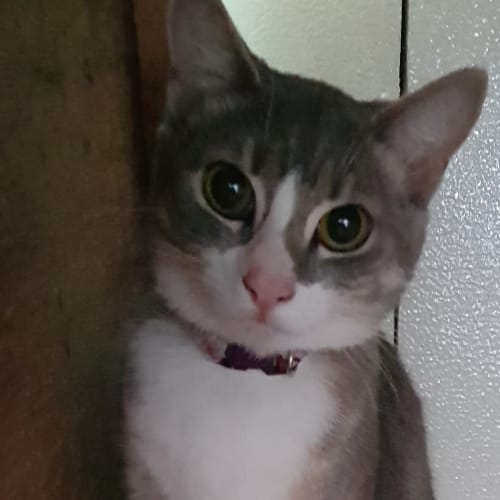 Pepper