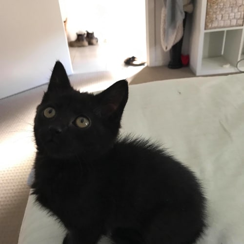 Lola