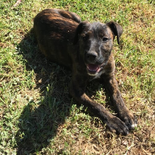 Nova