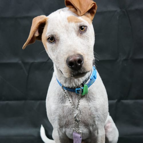 Jace (Attending Big Adopt Out)