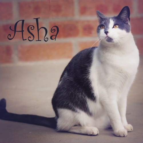 Asha