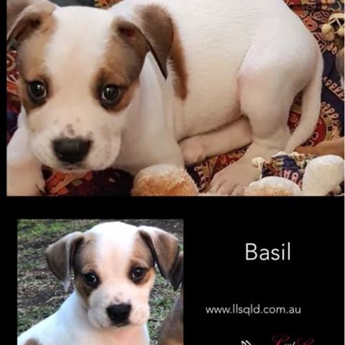 Basil