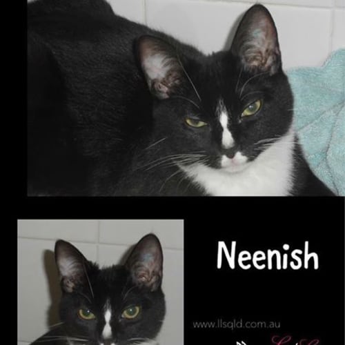 Neenish