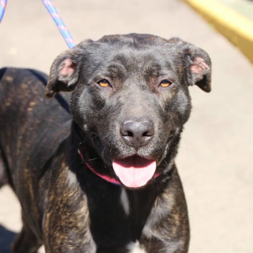 Harlee (3027)