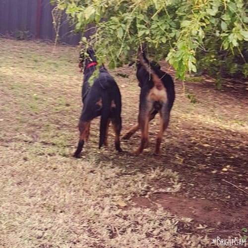 Rocky **A Well Mannered Boy **