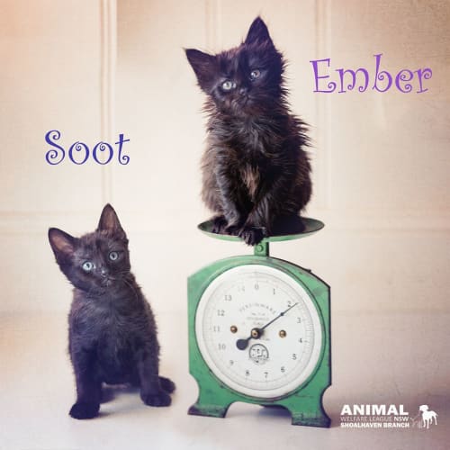 Ember and Soot