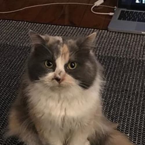 Trixie