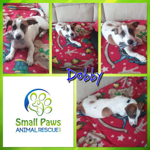 Dobby