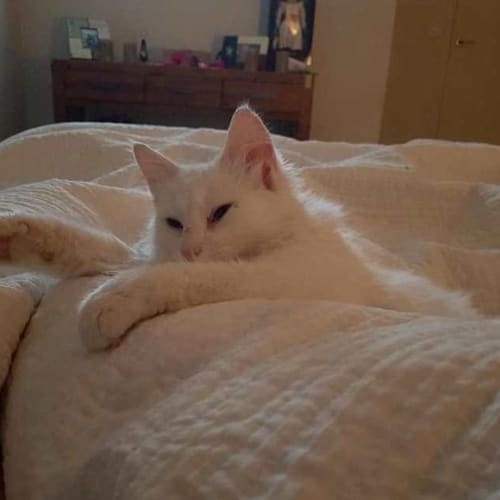 Zuri **2nd Chance Cat Rescue**