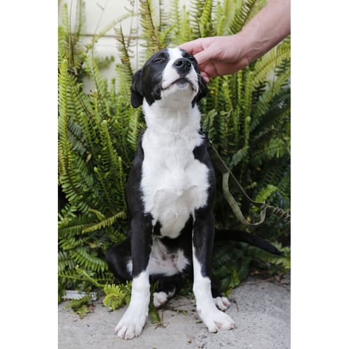 Peta ~ Border Collie x (on trial 28/9/18)