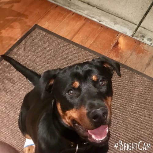 Cheeko ** Pure Breed Rottweiler **