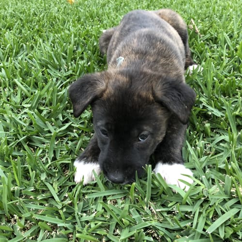 Kiki 