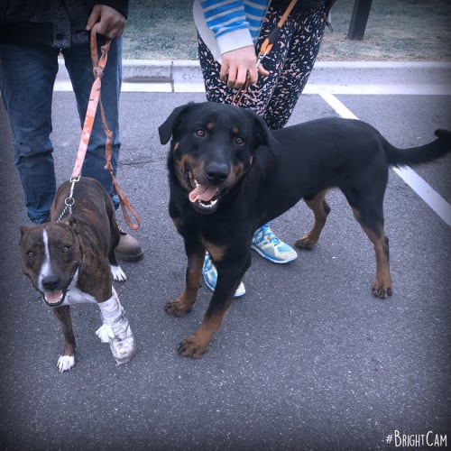 Bear Junior ** A Pure Breed Rottweiler **