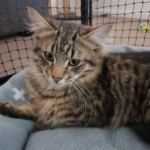 Yana **2nd Chance Cat Rescue**
