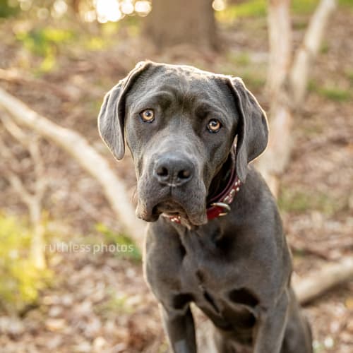 Ruger