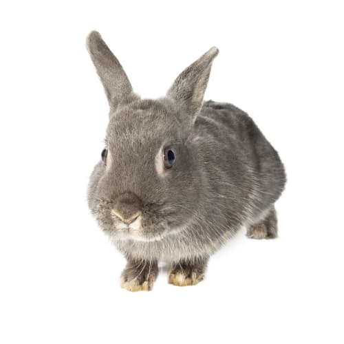 Bun Stiller