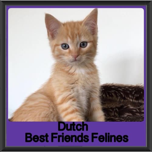 Dutch 