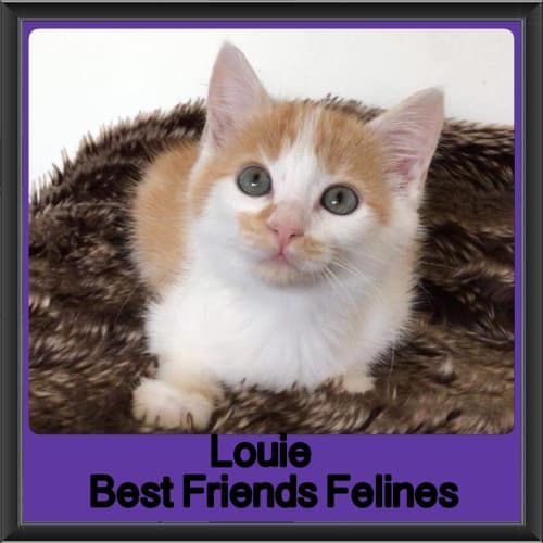 Louie 