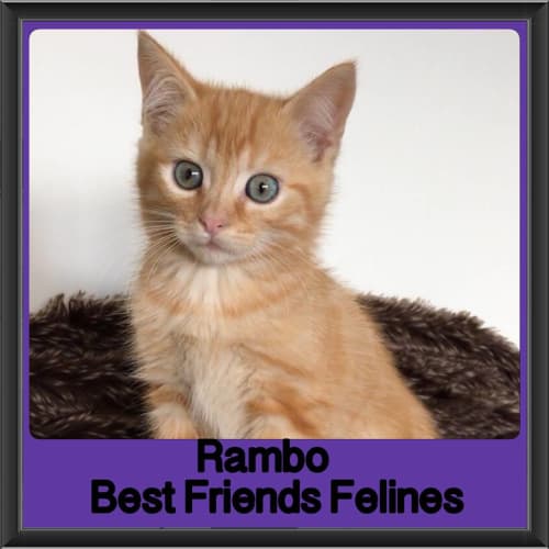 Rambo 