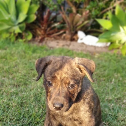 Axel 