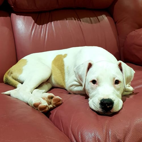 Willow ~ Bull Arab (on trial 28/9/18)
