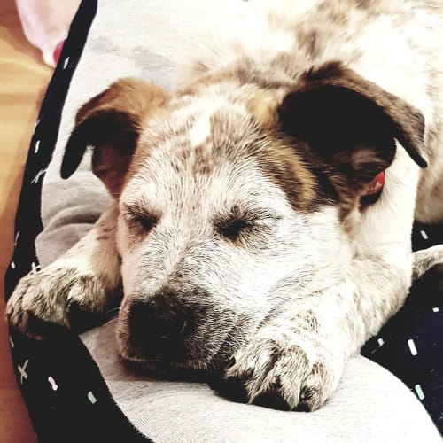 Matilda ~ Mastiff x puppy (on trial 26/10/18)