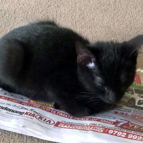 Niblet **2nd Chance Cat Rescue**