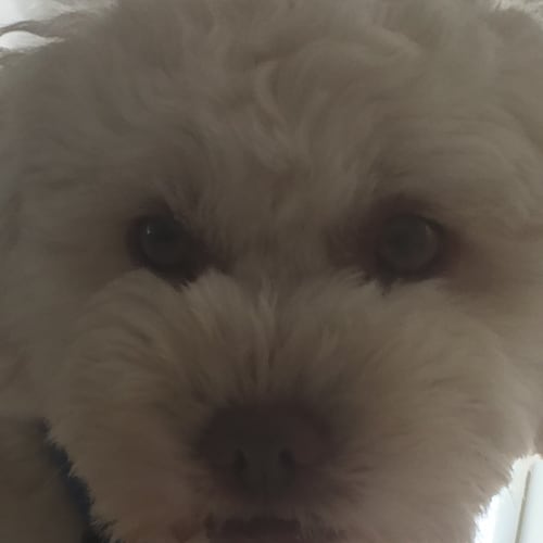 Bella