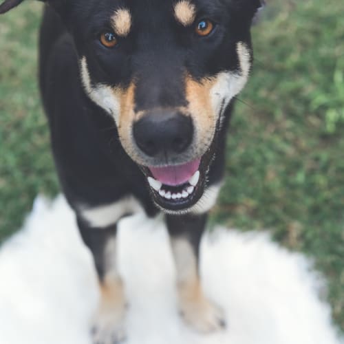 Eddie ~ Kelpie x (on trial 3/10/18)