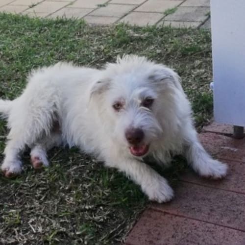 Sparky our fabulous pup 