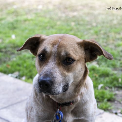 Rosie ~ Red Cattle Dog x (on trial 2-2-2019)