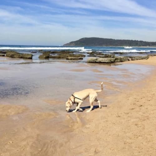 Honey Dew ~ Labrador x  (on trial 28/9/18)