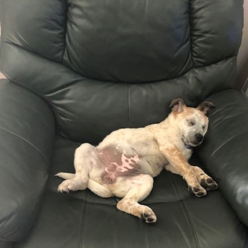 Lotus ~ Mastiff x puppy (on trial 11/11/18)1