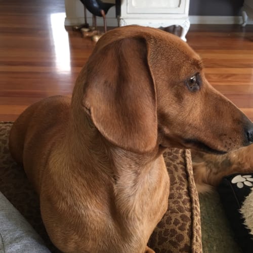 Missy pure bred red mini short hair dachshund pup