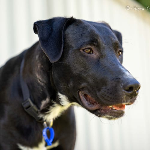 Luna ~  Labrador x (on trial 4/10/2018)