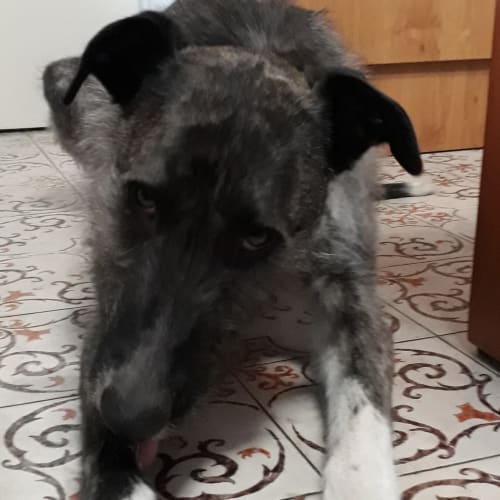 Axena