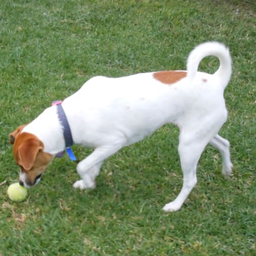 Laura ~   Jack Russell x (on trial 6/10/18)